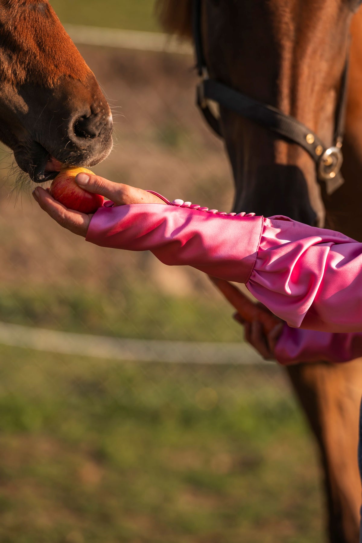Dawn Blouse | Sunrise Pink